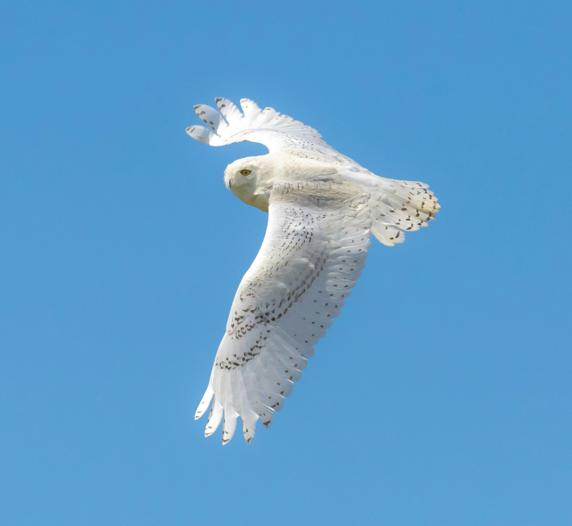 Picture of Bird