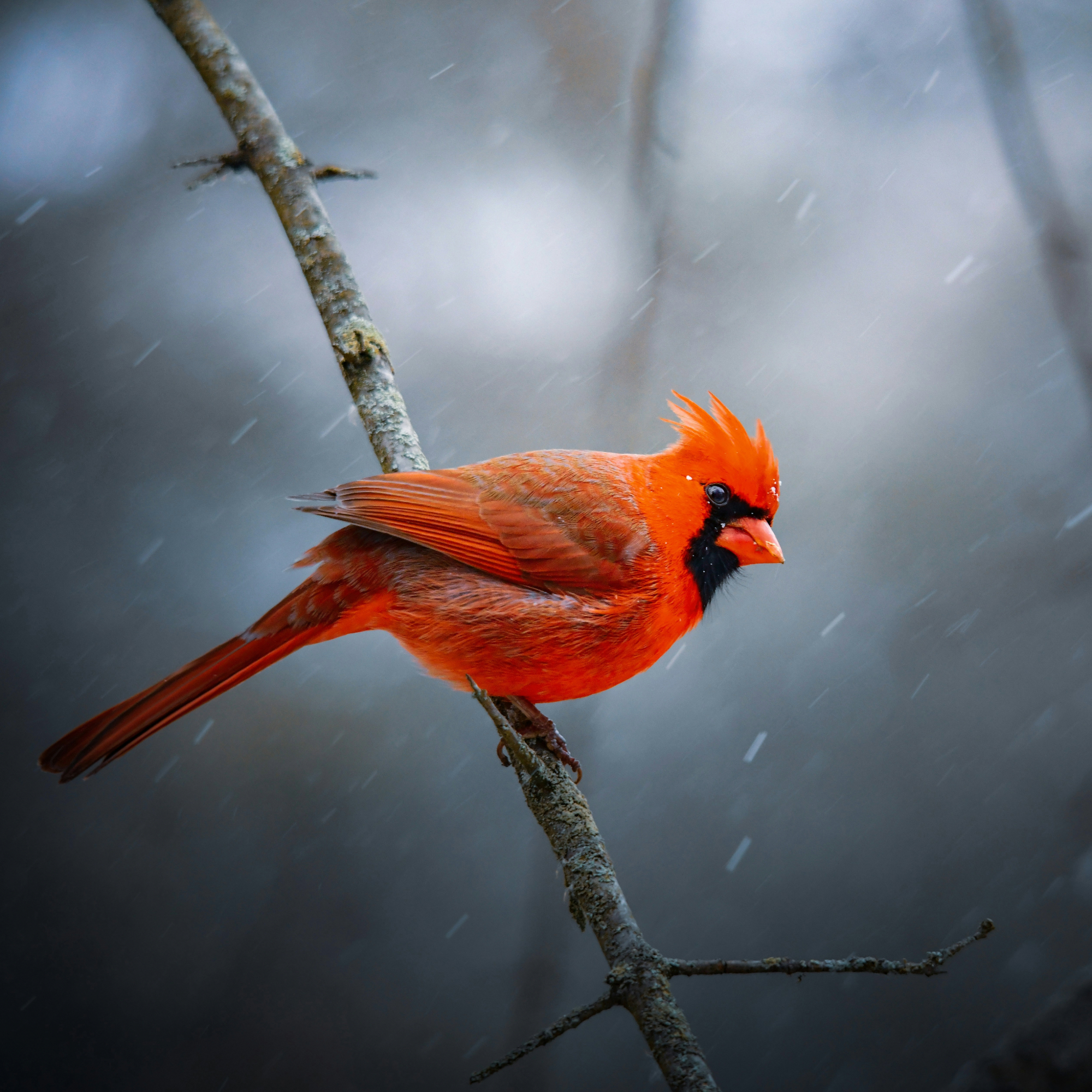 Bird Image