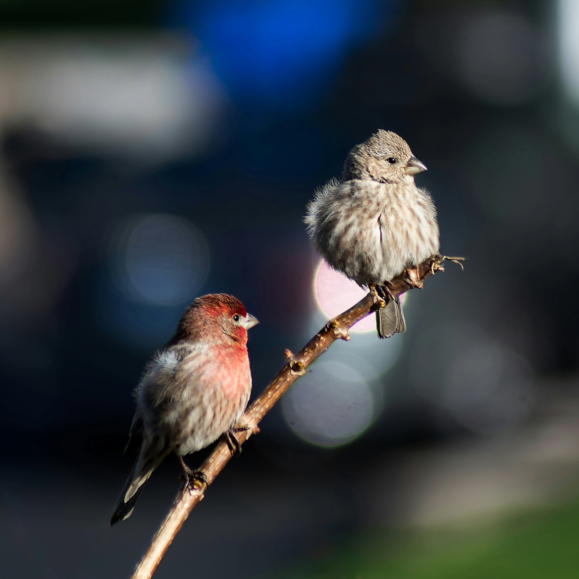 Bird Image
