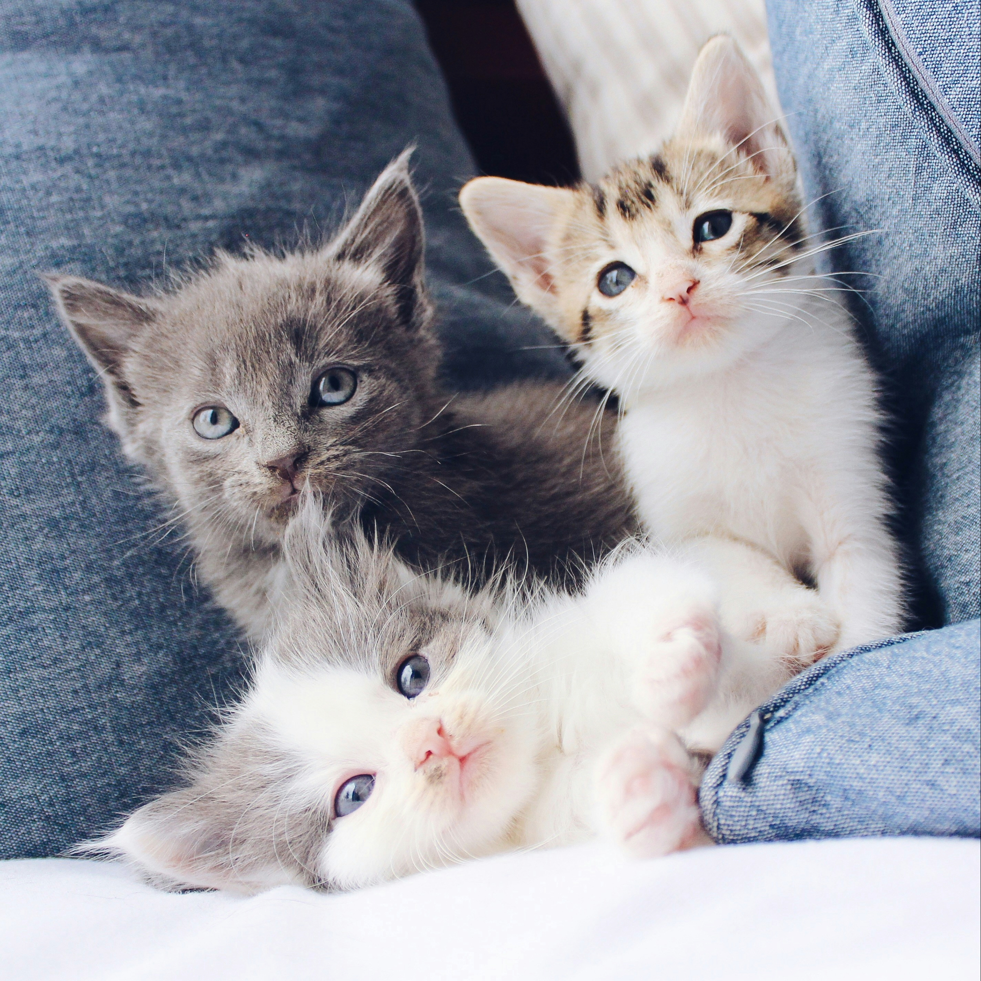Picture of Cat