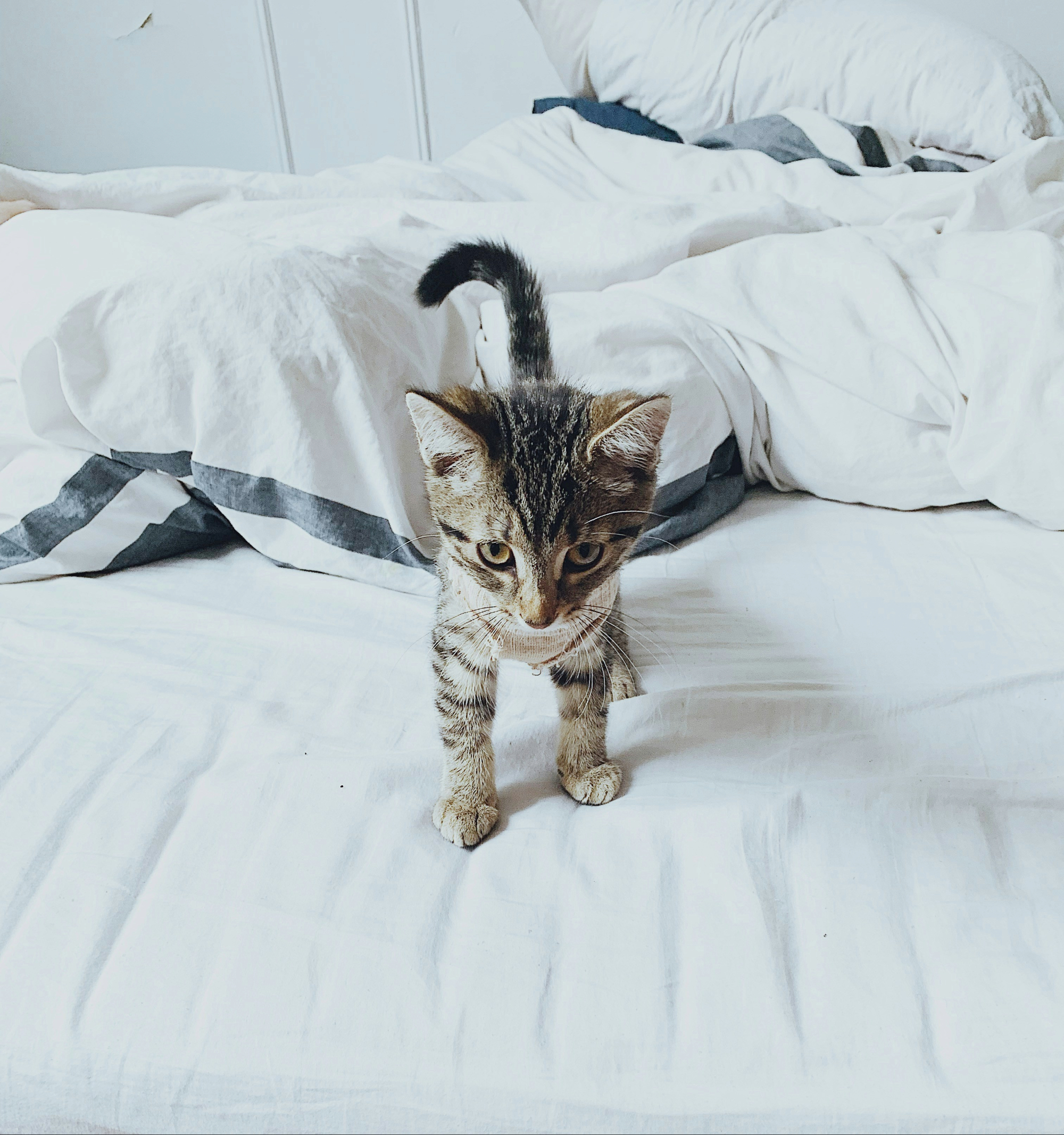 Cat Image