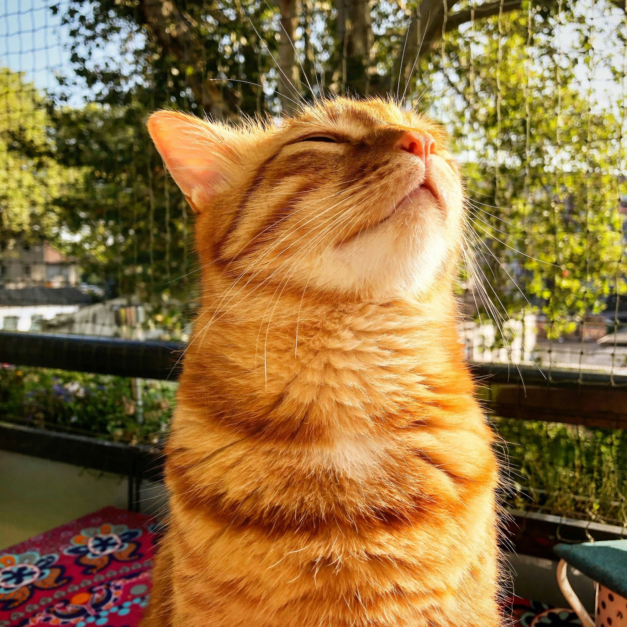 Cat Image