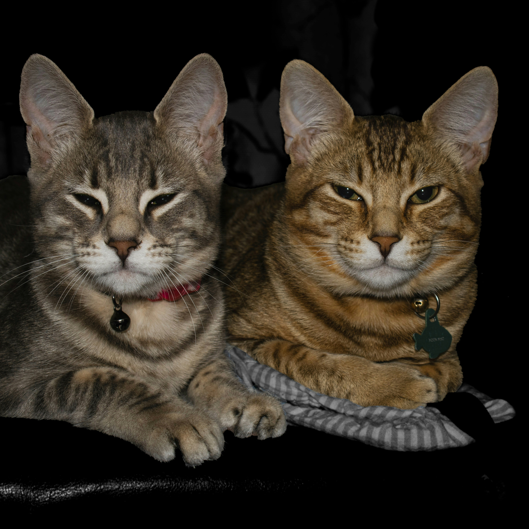 Cat Image