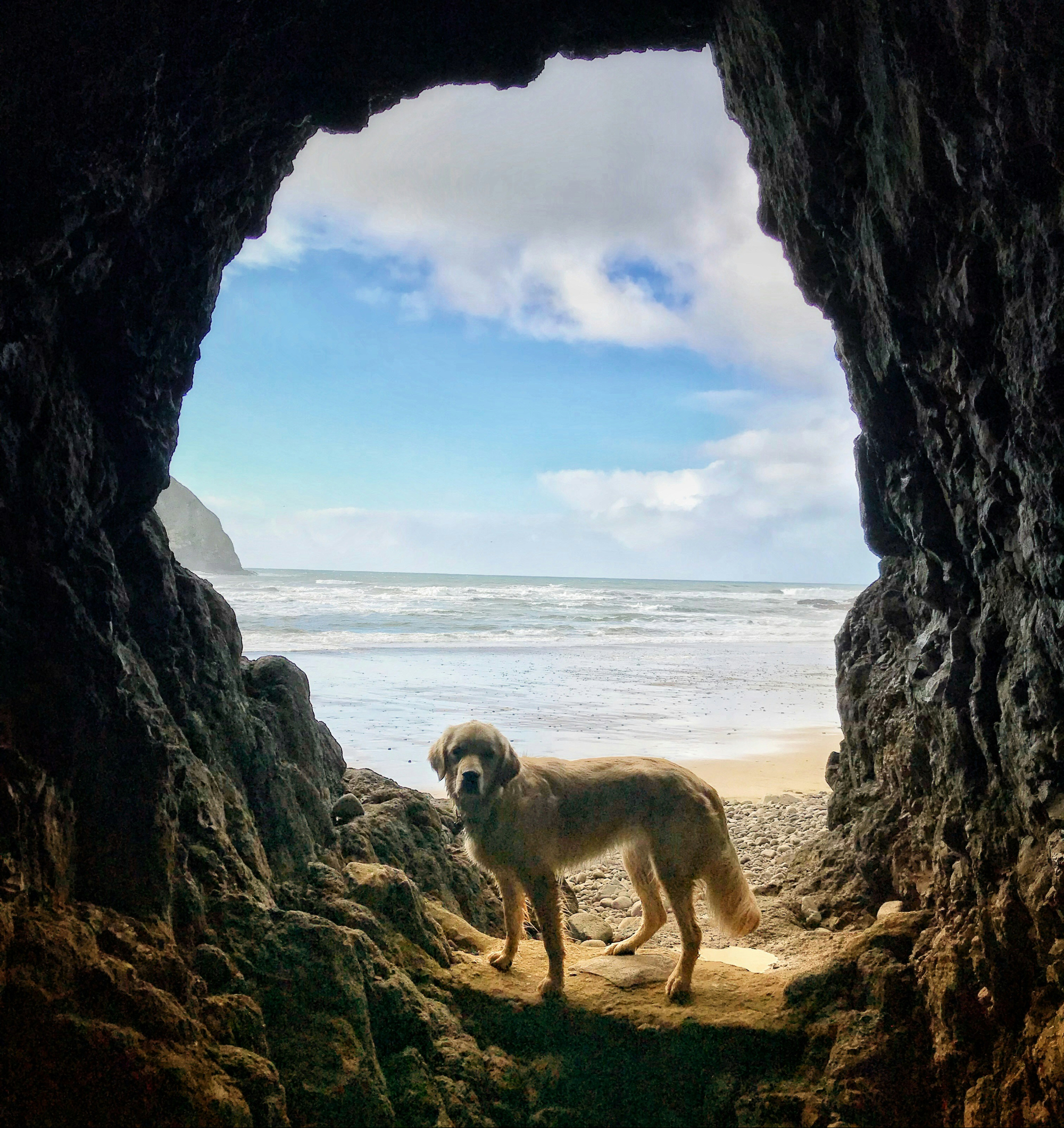 Picture of Dog