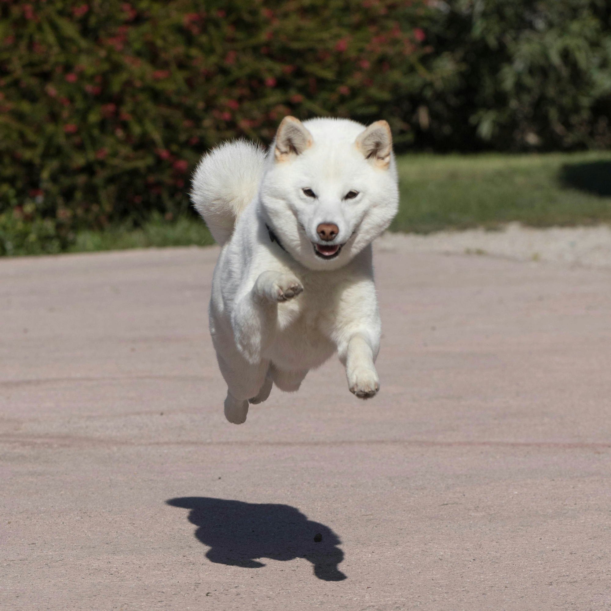 Dog Image
