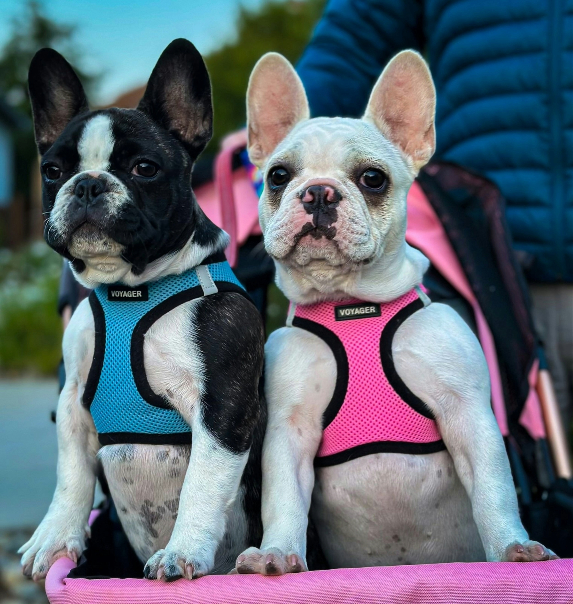 Dog Image
