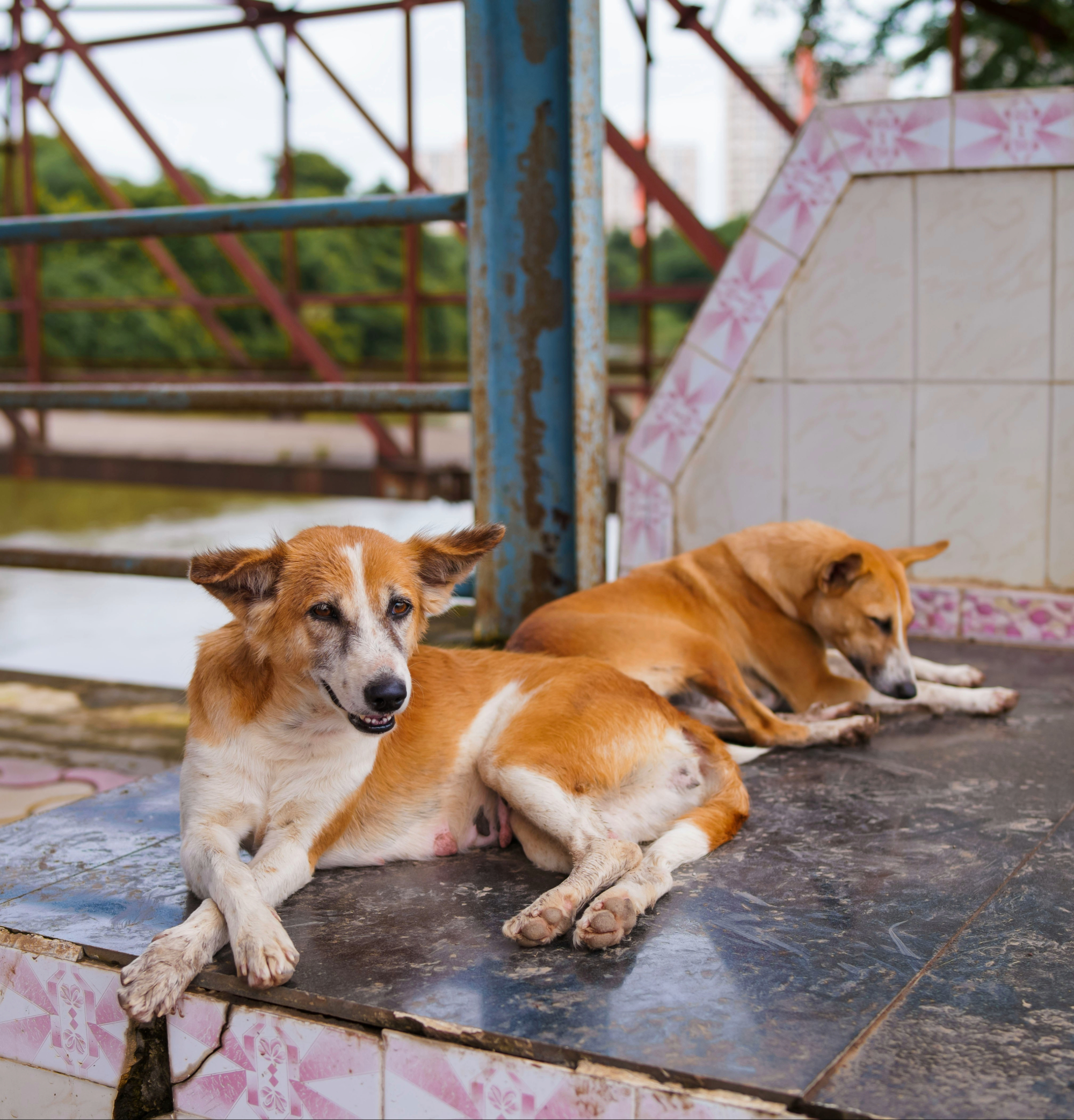 Dog Image