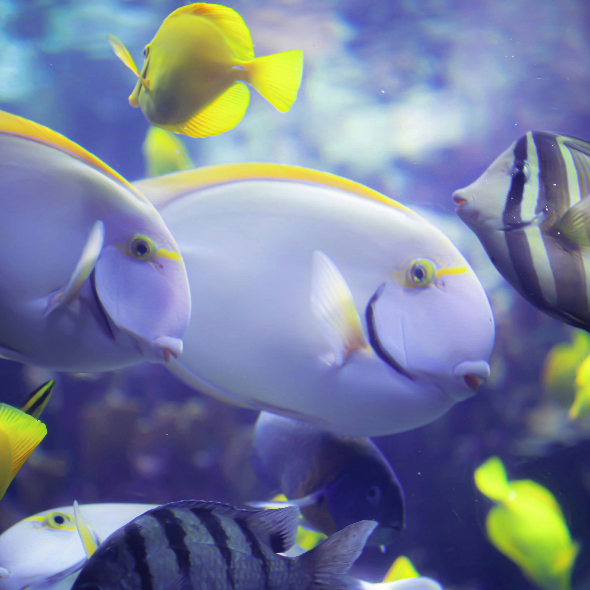 Fish Image