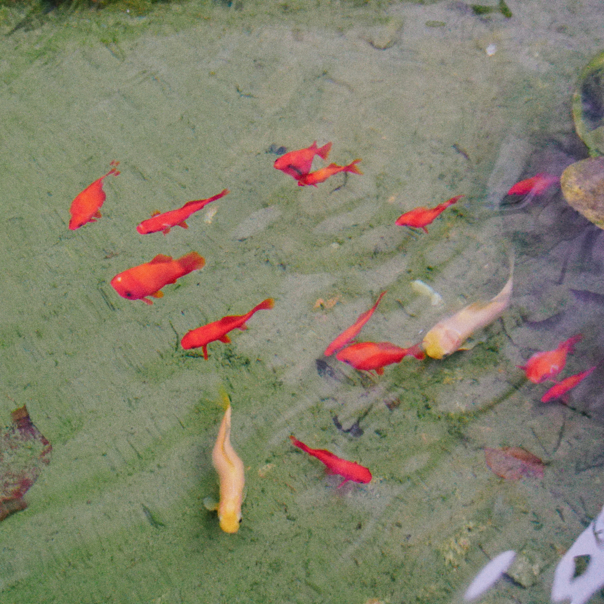 Fish Image