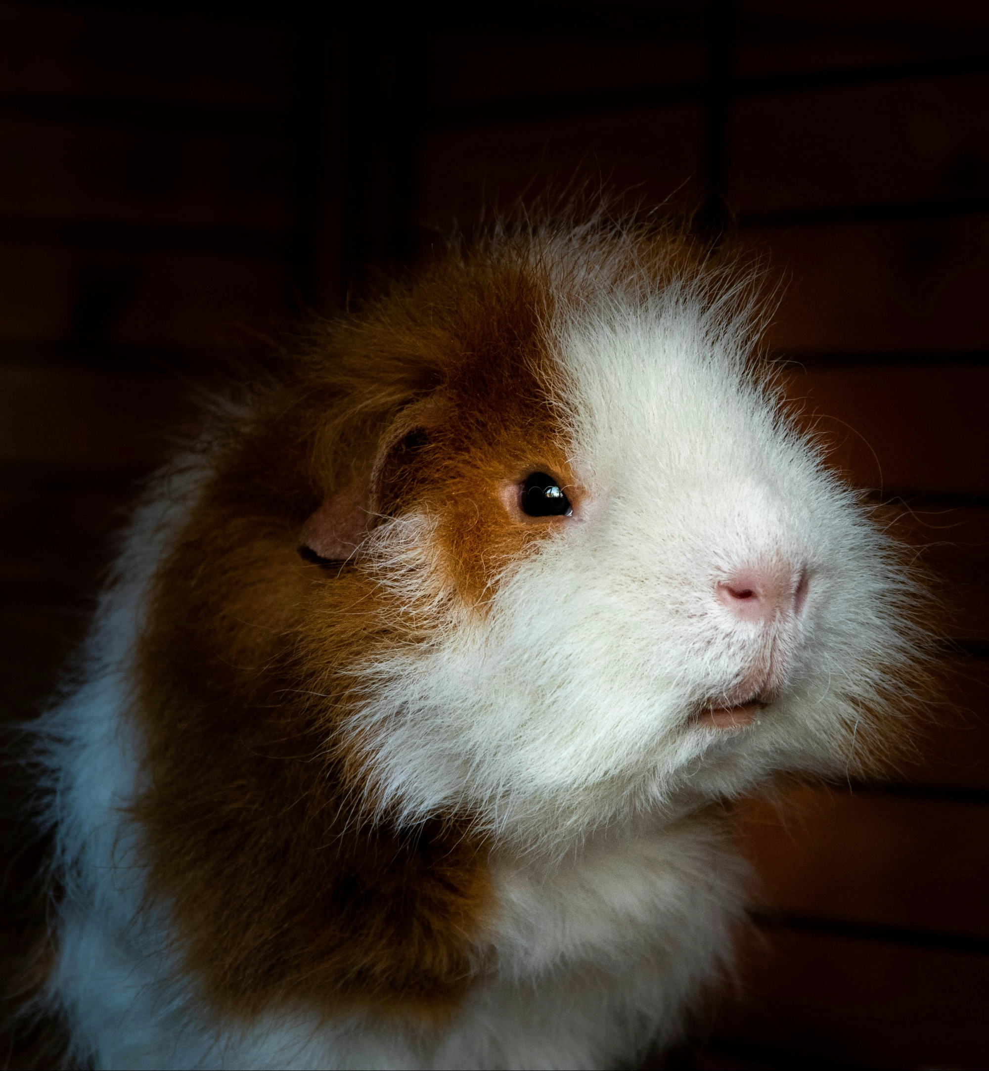 Picture of Weasel