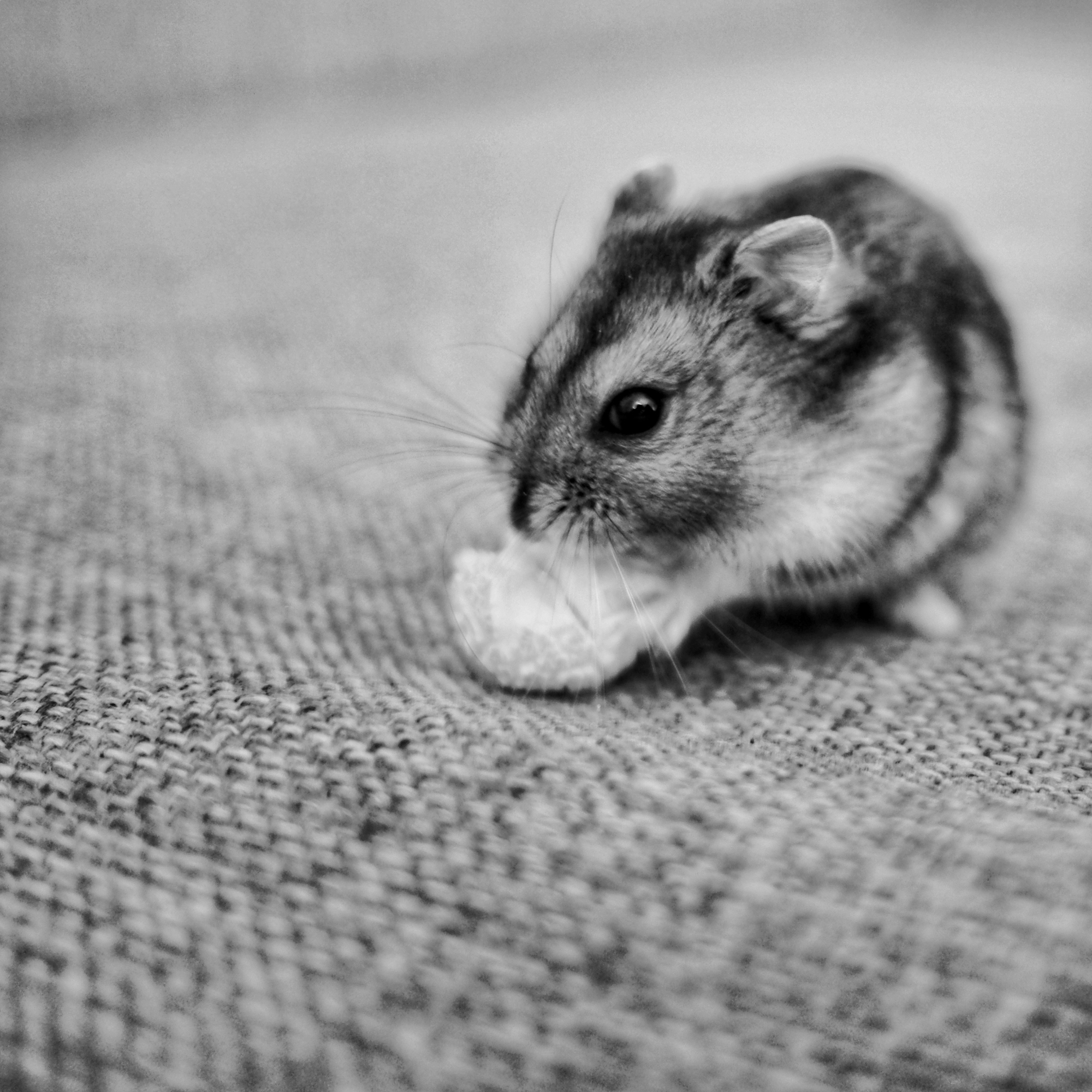 Hamster Image